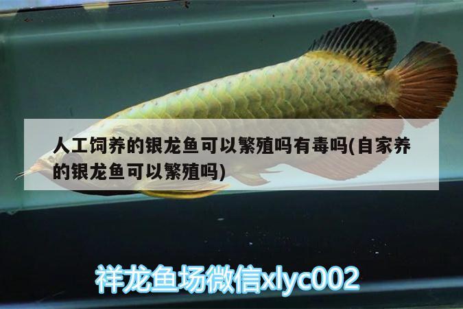 人工飼養(yǎng)的銀龍魚可以繁殖嗎有毒嗎(自家養(yǎng)的銀龍魚可以繁殖嗎) 銀龍魚百科