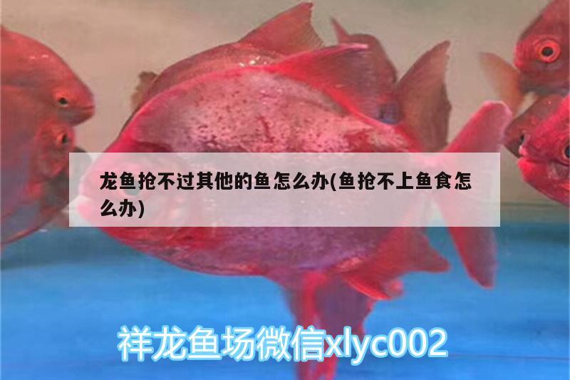 龍魚搶不過其他的魚怎么辦(魚搶不上魚食怎么辦) 水族維護(hù)服務(wù)（上門）