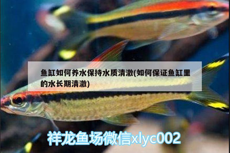 魚缸如何養(yǎng)水保持水質(zhì)清澈(如何保證魚缸里的水長期清澈)