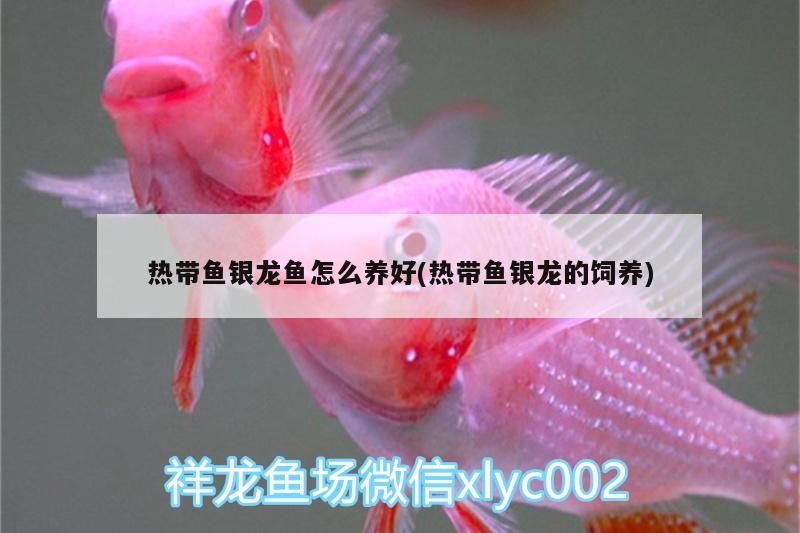 熱帶魚銀龍魚怎么養(yǎng)好(熱帶魚銀龍的飼養(yǎng)) 銀龍魚