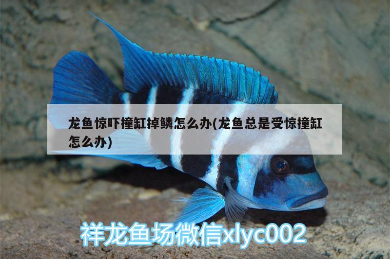 龍魚驚嚇撞缸掉鱗怎么辦(龍魚總是受驚撞缸怎么辦)