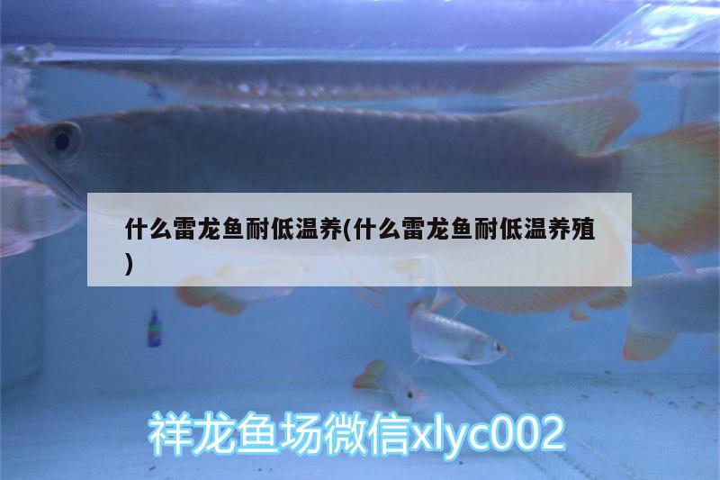 什么雷龍魚耐低溫養(yǎng)(什么雷龍魚耐低溫養(yǎng)殖) 龍鳳鯉魚