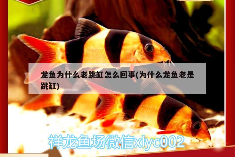 請(qǐng)問(wèn)鸚鵡魚(yú)適宜水溫是多少，金魚(yú)的適合溫度是多少