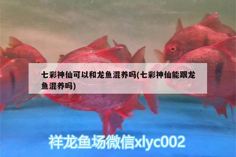 七彩神仙可以和龍魚混養(yǎng)嗎(七彩神仙能跟龍魚混養(yǎng)嗎)