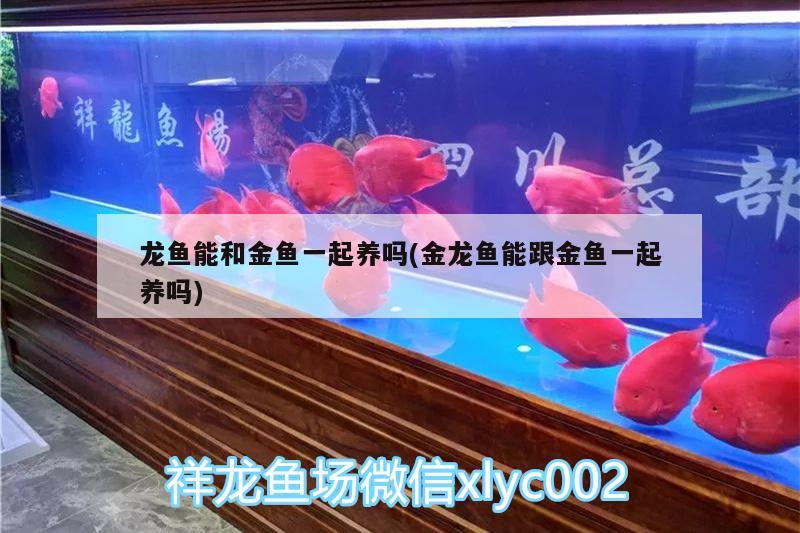 龍魚能和金魚一起養(yǎng)嗎(金龍魚能跟金魚一起養(yǎng)嗎) 巴西亞魚苗