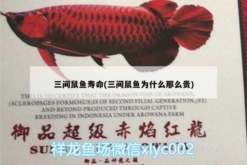 三間鼠魚壽命(三間鼠魚為什么那么貴)