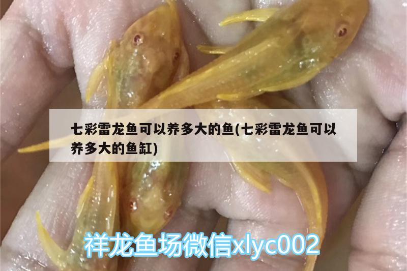 七彩雷龍魚可以養(yǎng)多大的魚(七彩雷龍魚可以養(yǎng)多大的魚缸) 觀賞魚飼料