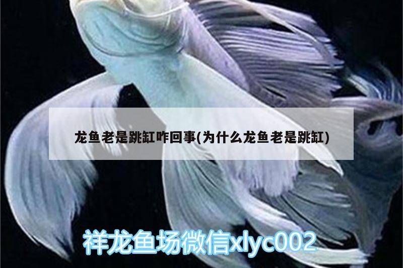 龍魚老是跳缸咋回事(為什么龍魚老是跳缸)