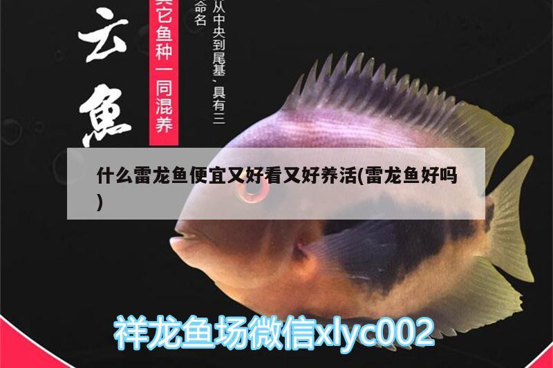 什么雷龍魚便宜又好看又好養(yǎng)活(雷龍魚好嗎) 羅漢魚批發(fā)