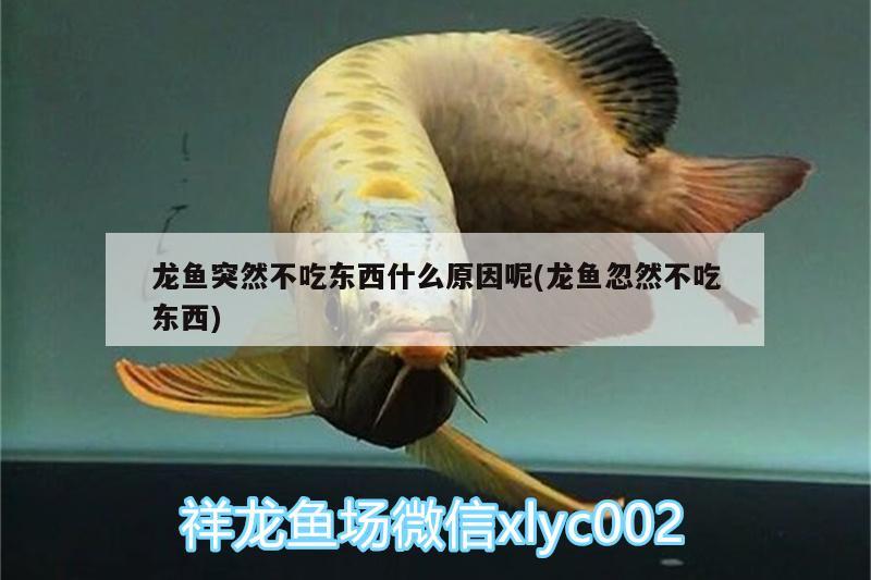 龍魚突然不吃東西什么原因呢(龍魚忽然不吃東西) 水族世界