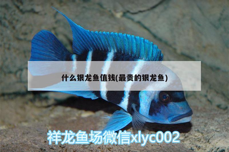 什么銀龍魚值錢(最貴的銀龍魚) 銀龍魚百科