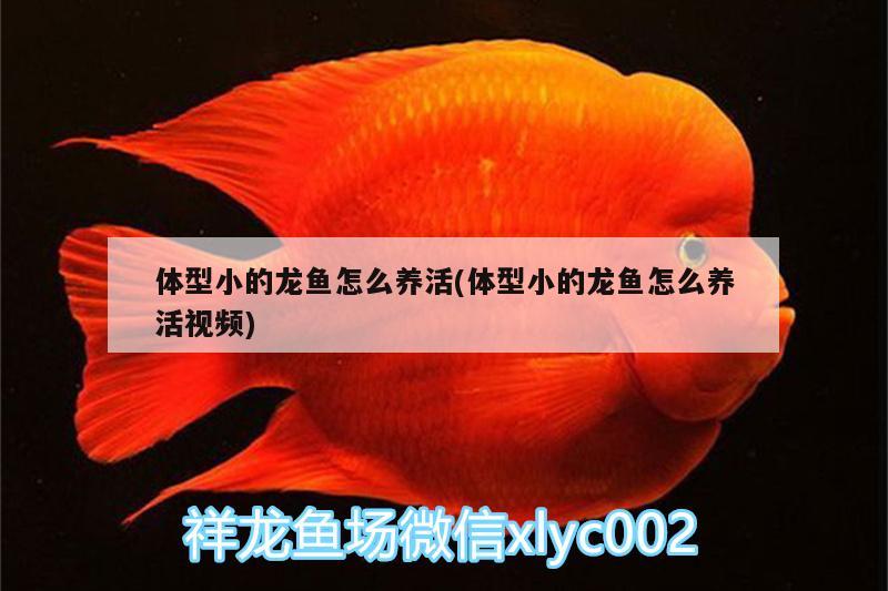 體型小的龍魚怎么養(yǎng)活(體型小的龍魚怎么養(yǎng)活視頻) 杰西卡恐龍魚