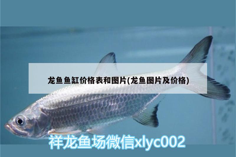 龍魚魚缸價(jià)格表和圖片(龍魚圖片及價(jià)格)