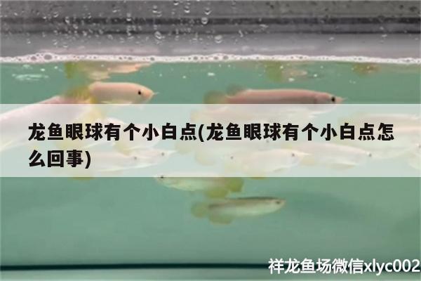 龍魚眼球有個(gè)小白點(diǎn)(龍魚眼球有個(gè)小白點(diǎn)怎么回事) 戰(zhàn)車紅龍魚