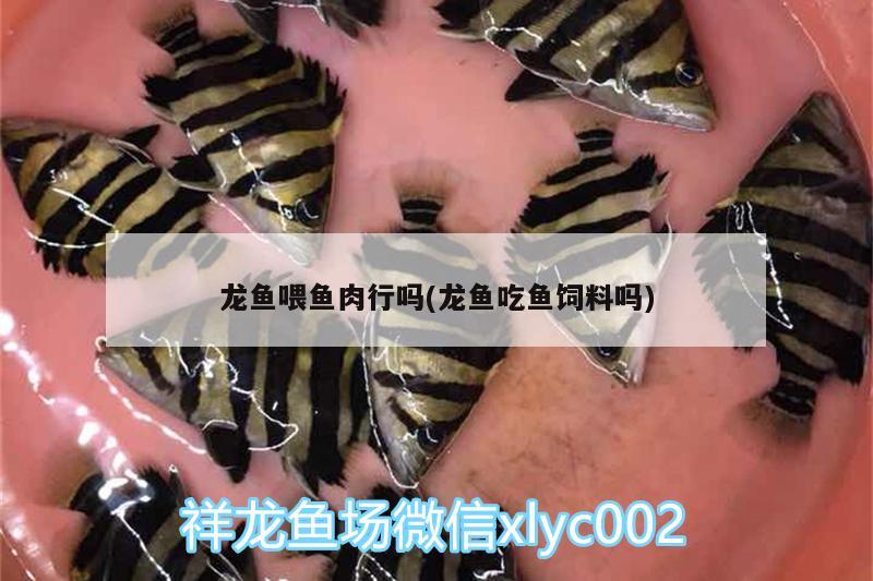 龍魚(yú)喂魚(yú)肉行嗎(龍魚(yú)吃魚(yú)飼料嗎) 申古三間魚(yú)