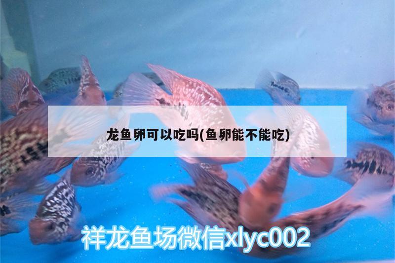 龍魚卵可以吃嗎(魚卵能不能吃)