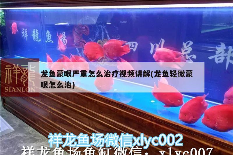 龍魚蒙眼嚴(yán)重怎么治療視頻講解(龍魚輕微蒙眼怎么治) 白子銀龍魚苗 第2張