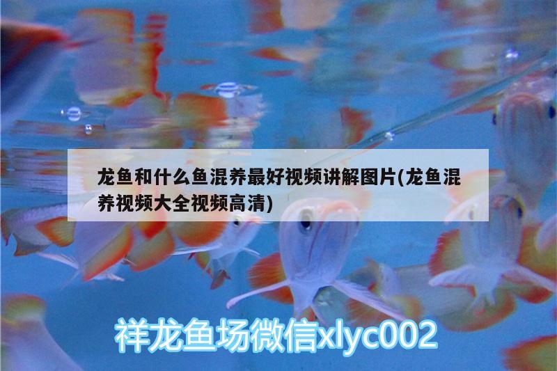 龍魚和什么魚混養(yǎng)最好視頻講解圖片(龍魚混養(yǎng)視頻大全視頻高清) 祥龍金禾金龍魚