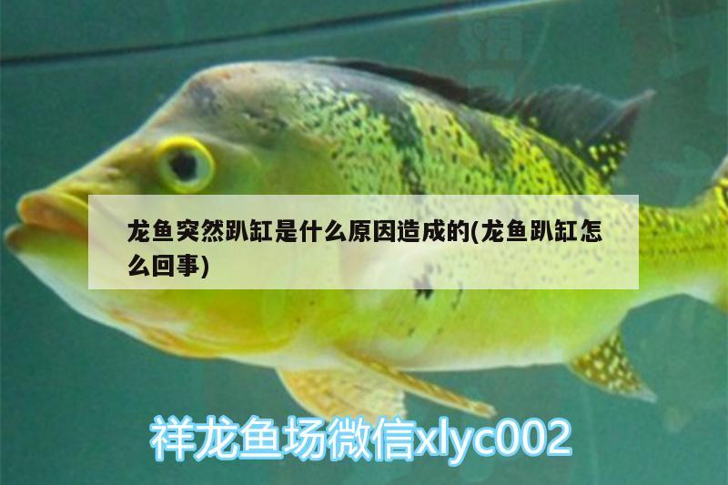 龍魚突然趴缸是什么原因造成的(龍魚趴缸怎么回事)