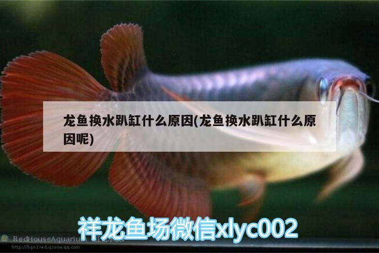 龍魚換水趴缸什么原因(龍魚換水趴缸什么原因呢) 白子銀龍魚苗