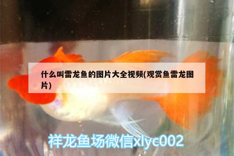 什么叫雷龍魚的圖片大全視頻(觀賞魚雷龍圖片) 紅白錦鯉魚