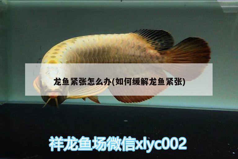 龍魚緊張怎么辦(如何緩解龍魚緊張)