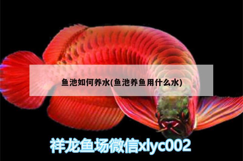 魚池如何養(yǎng)水(魚池養(yǎng)魚用什么水) 魚缸/水族箱