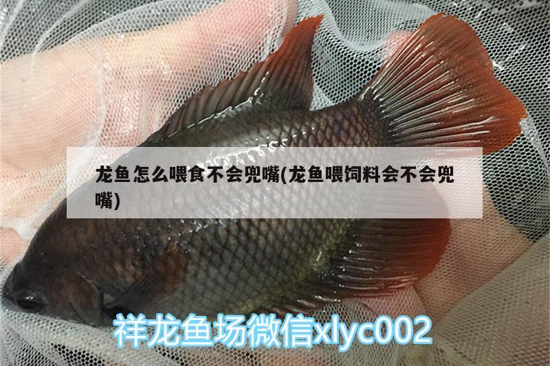 龍魚怎么喂食不會兜嘴(龍魚喂飼料會不會兜嘴)