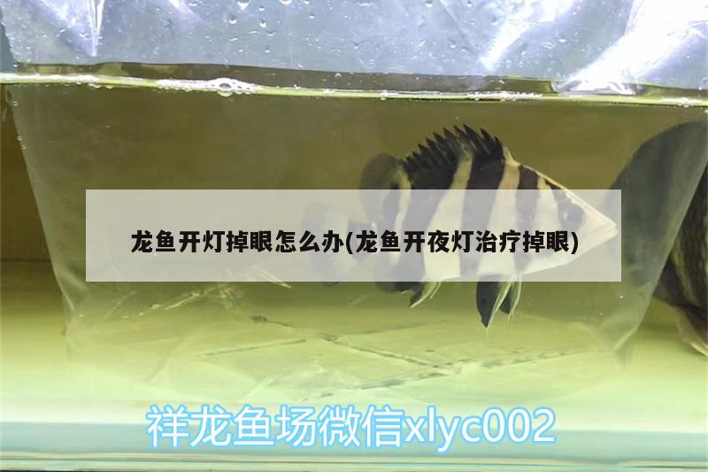 龍魚開燈掉眼怎么辦(龍魚開夜燈治療掉眼) 祥龍魚場