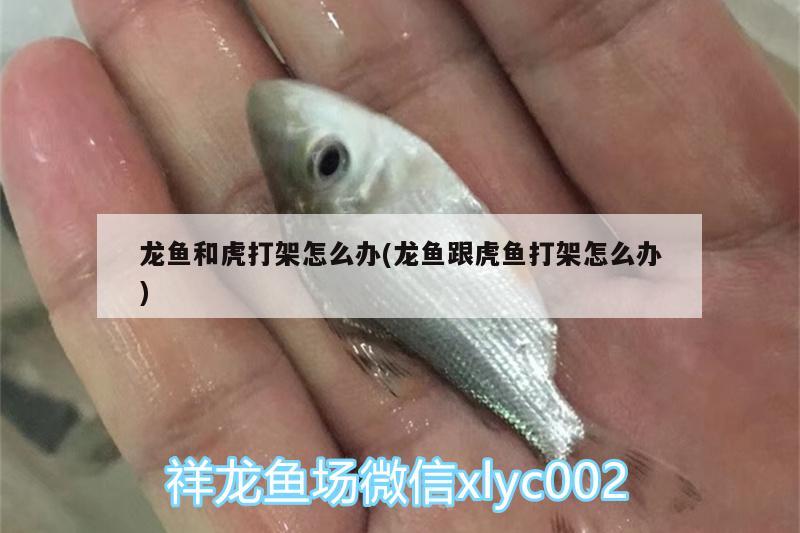 龍魚和虎打架怎么辦(龍魚跟虎魚打架怎么辦)