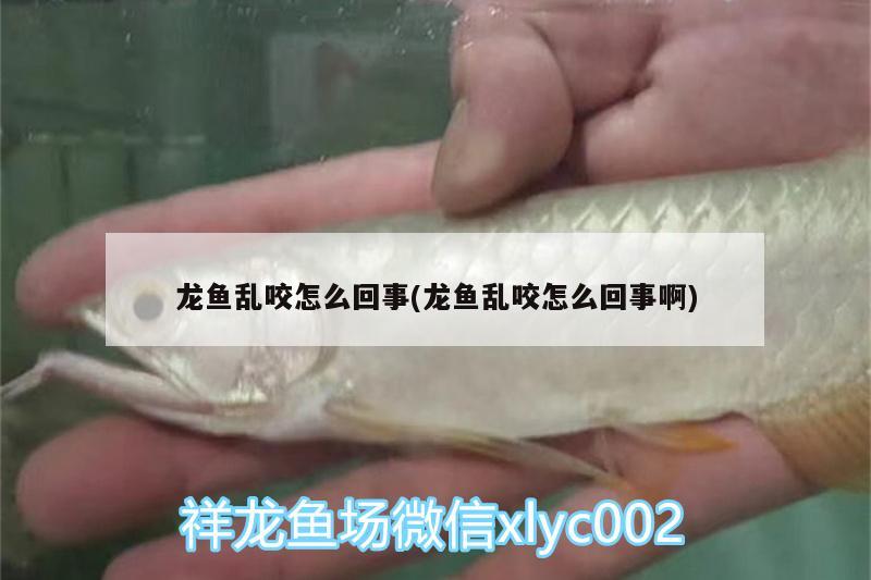 龍魚(yú)亂咬怎么回事(龍魚(yú)亂咬怎么回事啊) 黃金眼鏡蛇雷龍魚(yú)