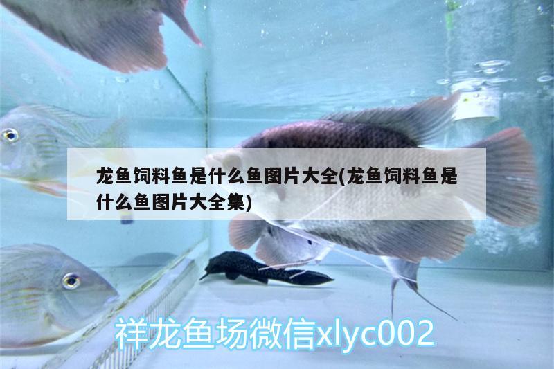 龍魚飼料魚是什么魚圖片大全(龍魚飼料魚是什么魚圖片大全集)