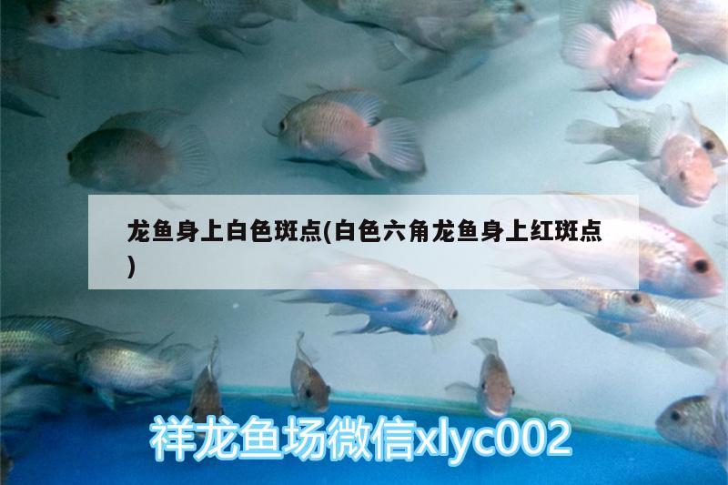 龍魚(yú)身上白色斑點(diǎn)(白色六角龍魚(yú)身上紅斑點(diǎn))