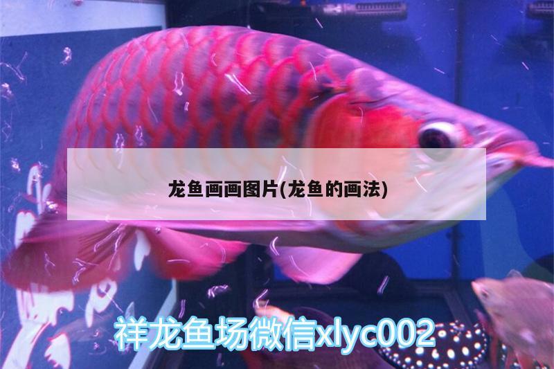 小火龍魚能一直養(yǎng)在水里嗎（小火龍魚能一直養(yǎng)在水里嗎視頻） 馬拉莫寶石魚