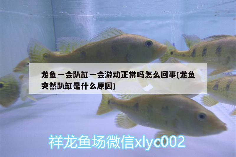 龍魚一會趴缸一會游動(dòng)正常嗎怎么回事(龍魚突然趴缸是什么原因) 泰龐海鰱魚