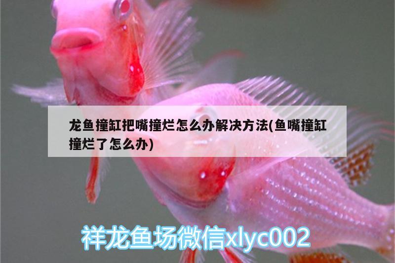 龍魚撞缸把嘴撞爛怎么辦解決方法(魚嘴撞缸撞爛了怎么辦) 眼斑魚