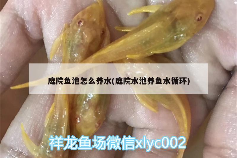 庭院魚池怎么養(yǎng)水(庭院水池養(yǎng)魚水循環(huán))