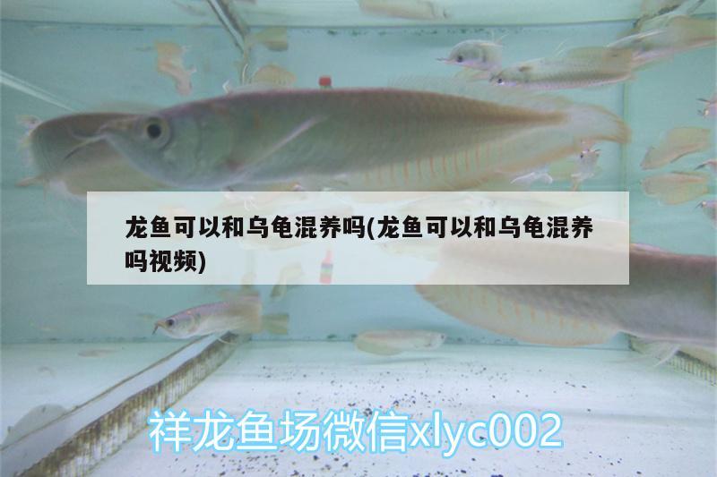 龍魚可以和烏龜混養(yǎng)嗎(龍魚可以和烏龜混養(yǎng)嗎視頻) 烏龜