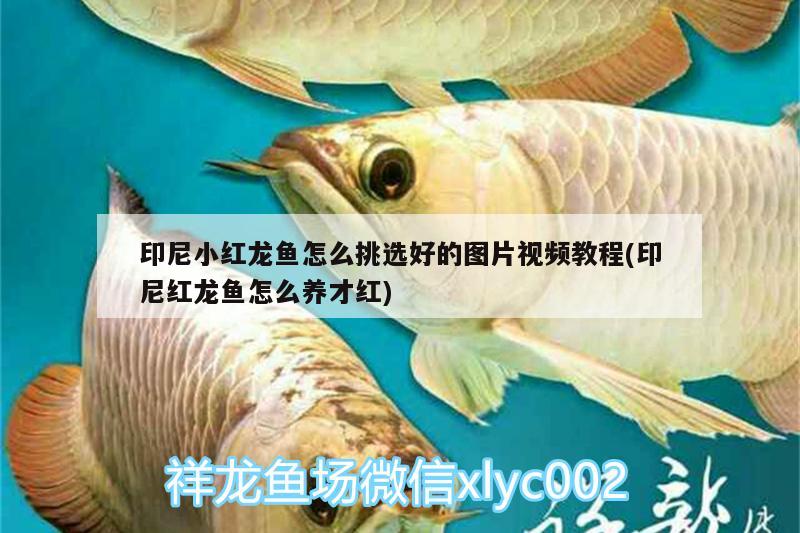 印尼小紅龍魚怎么挑選好的圖片視頻教程(印尼紅龍魚怎么養(yǎng)才紅) 紅龍魚百科