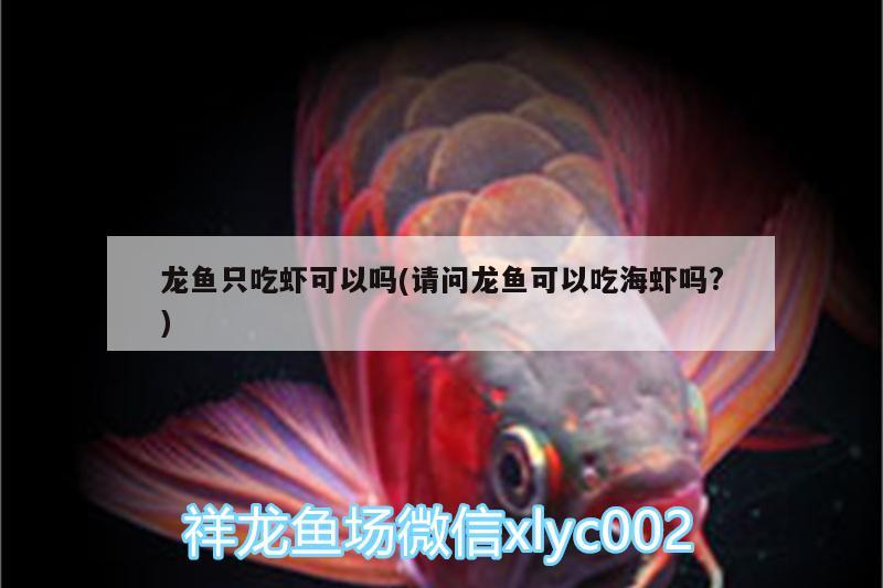 龍魚只吃蝦可以嗎(請(qǐng)問龍魚可以吃海蝦嗎?)