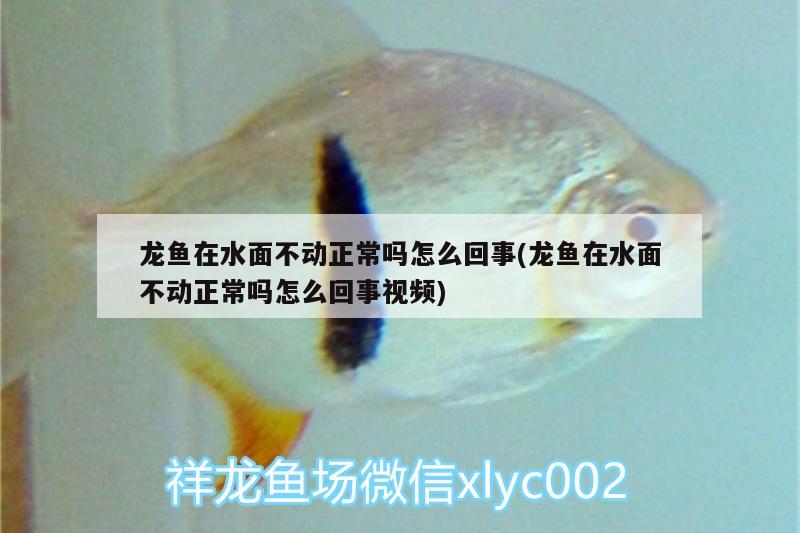 龍魚(yú)在水面不動(dòng)正常嗎怎么回事(龍魚(yú)在水面不動(dòng)正常嗎怎么回事視頻)