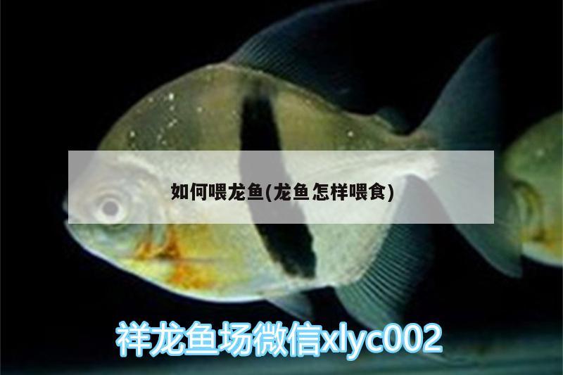 如何喂龍魚(龍魚怎樣喂食) 福魟魟魚