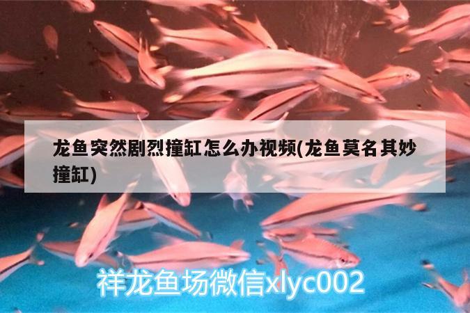 龍魚突然劇烈撞缸怎么辦視頻(龍魚莫名其妙撞缸)