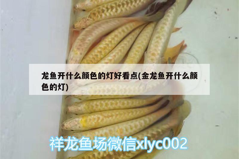 龍魚開什么顏色的燈好看點(diǎn)(金龍魚開什么顏色的燈) 非洲象鼻魚