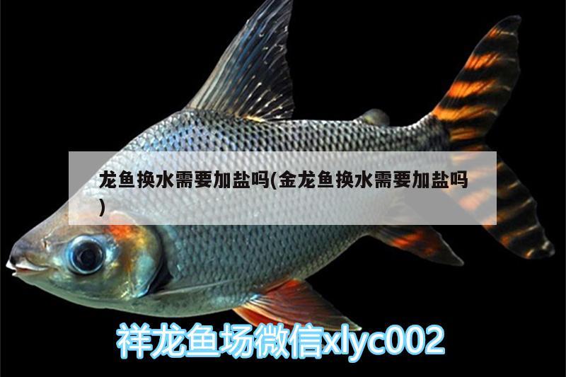 龍魚換水需要加鹽嗎(金龍魚換水需要加鹽嗎)