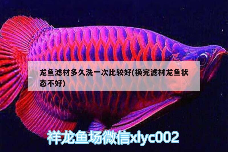 龍魚濾材多久洗一次比較好(換完濾材龍魚狀態(tài)不好)