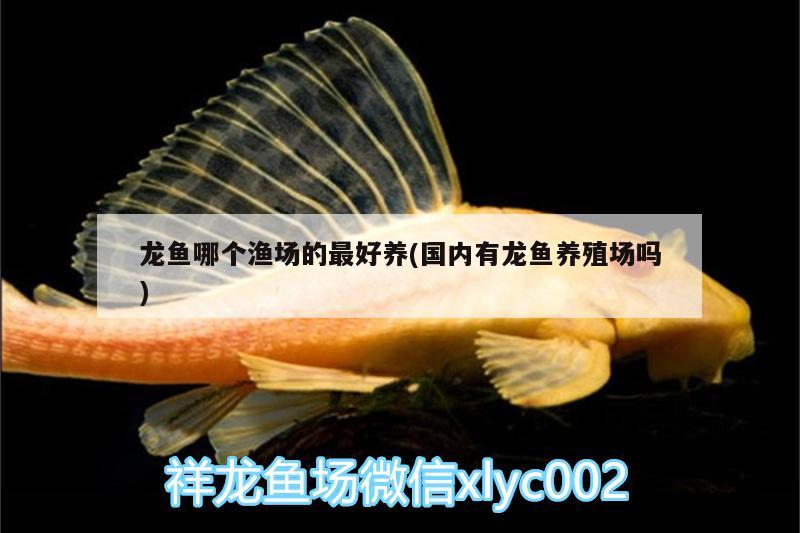 龍魚(yú)哪個(gè)漁場(chǎng)的最好養(yǎng)(國(guó)內(nèi)有龍魚(yú)養(yǎng)殖場(chǎng)嗎) 藍(lán)底過(guò)背金龍魚(yú)