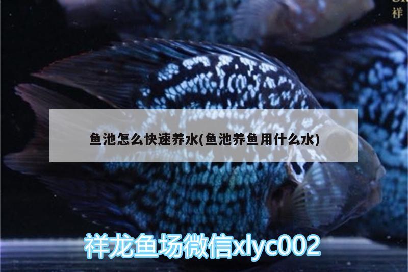 魚(yú)池怎么快速養(yǎng)水(魚(yú)池養(yǎng)魚(yú)用什么水) 三色錦鯉魚(yú)