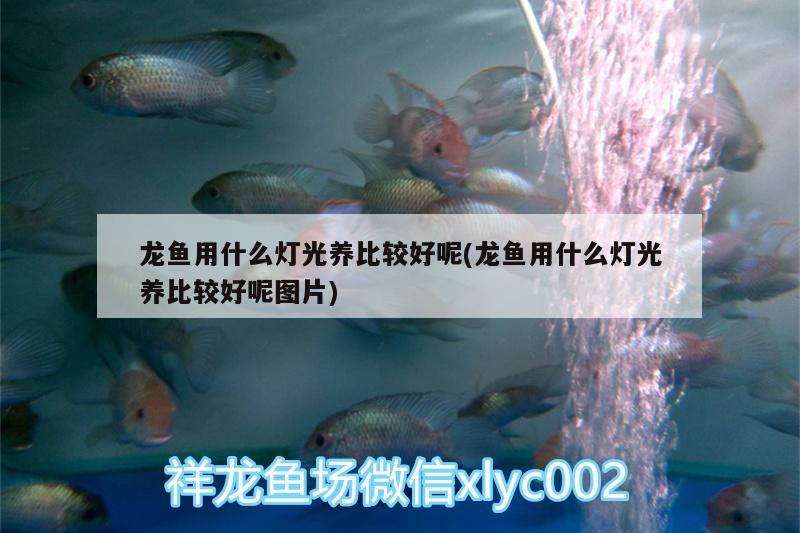 龍魚用什么燈光養(yǎng)比較好呢(龍魚用什么燈光養(yǎng)比較好呢圖片)