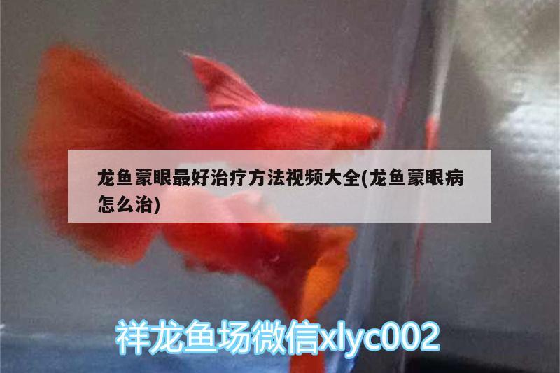 龍魚蒙眼最好治療方法視頻大全(龍魚蒙眼病怎么治) 七彩神仙魚